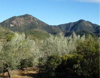 Ràpita