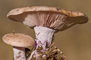 masiaroncales
